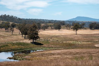 Tranquil Pond, Scattered Trees ve Uzak Çimen Hayvanları ile geniş bir Avustralya Çiftliği manzarası. Yazın Kırsal Tarım ve Sürdürülebilir Arazi Yönetimi Gösterimi
