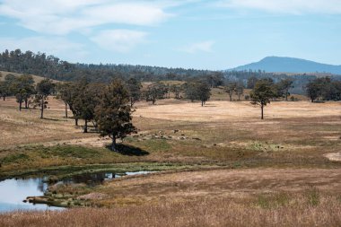Tranquil Pond, Scattered Trees ve Uzak Çimen Hayvanları ile geniş bir Avustralya Çiftliği manzarası. Yazın Kırsal Tarım ve Sürdürülebilir Arazi Yönetimi Gösterimi