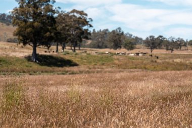 Yeşil yemyeşil çayırlarda otlayan inek sürüsü. Bir barajı, ağaçları ve otlağı olan geniş bir Avustralya Çiftliği manzarası. Kırsal Tarım ve Sürdürülebilir Arazi Yönetimi Avustralya