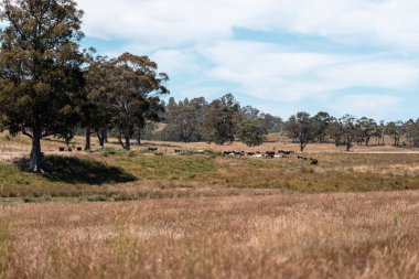 Yeşil yemyeşil çayırlarda otlayan inek sürüsü. Bir barajı, ağaçları ve otlağı olan geniş bir Avustralya Çiftliği manzarası. Kırsal Tarım ve Sürdürülebilir Arazi Yönetimi Avustralya