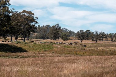 Yeşil yemyeşil çayırlarda otlayan inek sürüsü. Bir barajı, ağaçları ve otlağı olan geniş bir Avustralya Çiftliği manzarası. Kırsal Tarım ve Sürdürülebilir Arazi Yönetimi Avustralya