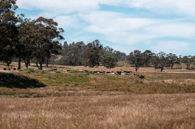 Yeşil yemyeşil çayırlarda otlayan inek sürüsü. Bir barajı, ağaçları ve otlağı olan geniş bir Avustralya Çiftliği manzarası. Kırsal Tarım ve Sürdürülebilir Arazi Yönetimi Avustralya