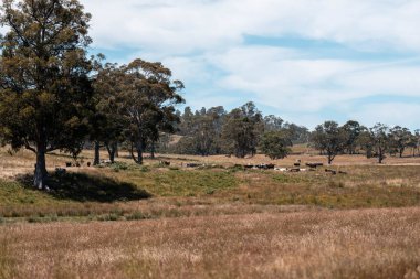 Yeşil yemyeşil çayırlarda otlayan inek sürüsü. Bir barajı, ağaçları ve otlağı olan geniş bir Avustralya Çiftliği manzarası. Kırsal Tarım ve Sürdürülebilir Arazi Yönetimi Avustralya