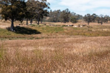 Yeşil yemyeşil çayırlarda otlayan inek sürüsü. Bir barajı, ağaçları ve otlağı olan geniş bir Avustralya Çiftliği manzarası. Kırsal Tarım ve Sürdürülebilir Arazi Yönetimi Avustralya
