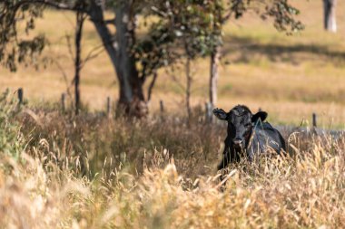 Wagyu angusu inekleri. Sağlıklı sığır sürüsü, yemyeşil otlakta otluyor. Avustralya 'da Yenilenebilir Sürdürülebilir Avustralya Tarım, Sorumlu Hayvancılık ve Doğal Çevre ilkbaharı