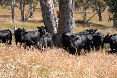 Wagyu angusu inekleri. Sağlıklı sığır sürüsü, yemyeşil otlakta otluyor. Avustralya 'da Yenilenebilir Sürdürülebilir Avustralya Tarım, Sorumlu Hayvancılık ve Doğal Çevre ilkbaharı
