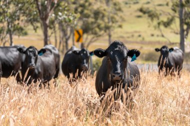 Wagyu angusu inekleri. Sağlıklı sığır sürüsü, yemyeşil otlakta otluyor. Avustralya 'da Yenilenebilir Sürdürülebilir Avustralya Tarım, Sorumlu Hayvancılık ve Doğal Çevre ilkbaharı