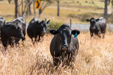 Wagyu angusu inekleri. Sağlıklı sığır sürüsü, yemyeşil otlakta otluyor. Avustralya 'da Yenilenebilir Sürdürülebilir Avustralya Tarım, Sorumlu Hayvancılık ve Doğal Çevre ilkbaharı