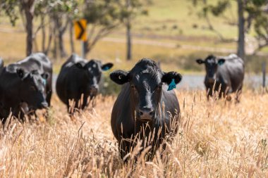Wagyu angusu inekleri. Sağlıklı sığır sürüsü, yemyeşil otlakta otluyor. Avustralya 'da Yenilenebilir Sürdürülebilir Avustralya Tarım, Sorumlu Hayvancılık ve Doğal Çevre ilkbaharı