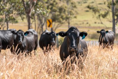 Wagyu angusu inekleri. Sağlıklı sığır sürüsü, yemyeşil otlakta otluyor. Avustralya 'da Yenilenebilir Sürdürülebilir Avustralya Tarım, Sorumlu Hayvancılık ve Doğal Çevre ilkbaharı