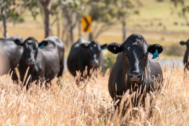 Wagyu angusu inekleri. Sağlıklı sığır sürüsü, yemyeşil otlakta otluyor. Avustralya 'da Yenilenebilir Sürdürülebilir Avustralya Tarım, Sorumlu Hayvancılık ve Doğal Çevre ilkbaharı