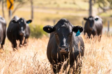 Wagyu angusu inekleri. Sağlıklı sığır sürüsü, yemyeşil otlakta otluyor. Avustralya 'da Yenilenebilir Sürdürülebilir Avustralya Tarım, Sorumlu Hayvancılık ve Doğal Çevre ilkbaharı