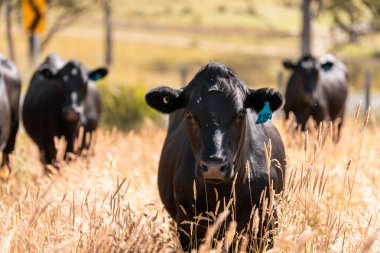 Wagyu angusu inekleri. Sağlıklı sığır sürüsü, yemyeşil otlakta otluyor. Avustralya 'da Yenilenebilir Sürdürülebilir Avustralya Tarım, Sorumlu Hayvancılık ve Doğal Çevre ilkbaharı