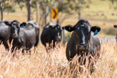 Wagyu angusu inekleri. Sağlıklı sığır sürüsü, yemyeşil otlakta otluyor. Avustralya 'da Yenilenebilir Sürdürülebilir Avustralya Tarım, Sorumlu Hayvancılık ve Doğal Çevre ilkbaharı