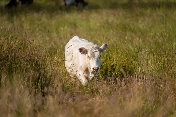 Wagyu angusu inekleri. Sağlıklı sığır sürüsü, yemyeşil otlakta otluyor. Avustralya 'da Yenilenebilir Sürdürülebilir Avustralya Tarım, Sorumlu Hayvancılık ve Doğal Çevre ilkbaharı