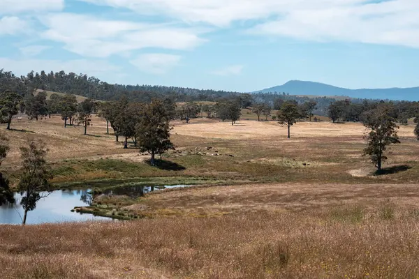 Avustralya sulama çiftliği barajı. Çiftlik hayvanları için Su Kaynağı Yazın Resimli Kırsal Arazide Çimento ve Sürdürülebilir Tarım