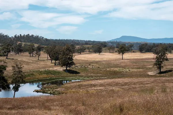 Tranquil Pond, Scattered Trees ve Uzak Çimen Hayvanları ile geniş bir Avustralya Çiftliği manzarası. Yazın Kırsal Tarım ve Sürdürülebilir Arazi Yönetimi Gösterimi