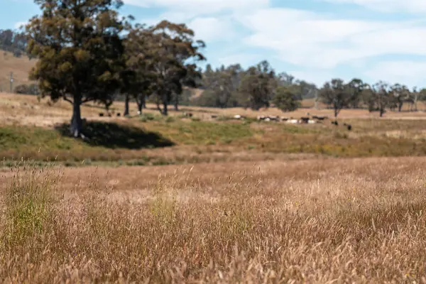 Yeşil yemyeşil çayırlarda otlayan inek sürüsü. Bir barajı, ağaçları ve otlağı olan geniş bir Avustralya Çiftliği manzarası. Kırsal Tarım ve Sürdürülebilir Arazi Yönetimi Avustralya