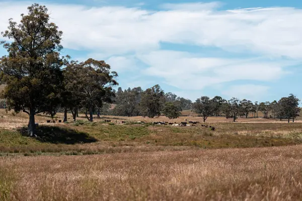 Yeşil yemyeşil çayırlarda otlayan inek sürüsü. Bir barajı, ağaçları ve otlağı olan geniş bir Avustralya Çiftliği manzarası. Kırsal Tarım ve Sürdürülebilir Arazi Yönetimi Avustralya