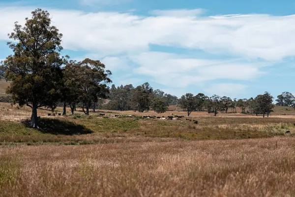 Yeşil yemyeşil çayırlarda otlayan inek sürüsü. Bir barajı, ağaçları ve otlağı olan geniş bir Avustralya Çiftliği manzarası. Kırsal Tarım ve Sürdürülebilir Arazi Yönetimi Avustralya