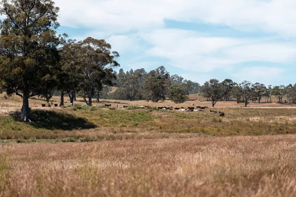 Yeşil yemyeşil çayırlarda otlayan inek sürüsü. Bir barajı, ağaçları ve otlağı olan geniş bir Avustralya Çiftliği manzarası. Kırsal Tarım ve Sürdürülebilir Arazi Yönetimi Avustralya