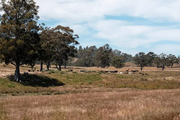 Yeşil yemyeşil çayırlarda otlayan inek sürüsü. Bir barajı, ağaçları ve otlağı olan geniş bir Avustralya Çiftliği manzarası. Kırsal Tarım ve Sürdürülebilir Arazi Yönetimi Avustralya