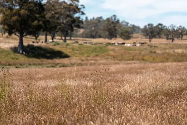 Yeşil yemyeşil çayırlarda otlayan inek sürüsü. Bir barajı, ağaçları ve otlağı olan geniş bir Avustralya Çiftliği manzarası. Kırsal Tarım ve Sürdürülebilir Arazi Yönetimi Avustralya