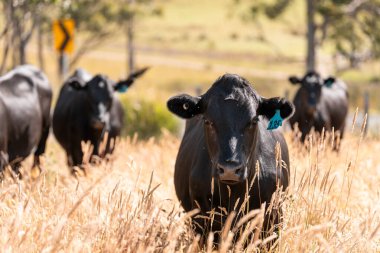 Wagyu angusu inekleri. Sağlıklı sığır sürüsü, yemyeşil otlakta otluyor. Avustralya 'da Yenilenebilir Sürdürülebilir Avustralya Tarım, Sorumlu Hayvancılık ve Doğal Çevre ilkbaharı