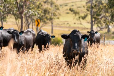 Wagyu angusu inekleri. Sağlıklı sığır sürüsü, yemyeşil otlakta otluyor. Avustralya 'da Yenilenebilir Sürdürülebilir Avustralya Tarım, Sorumlu Hayvancılık ve Doğal Çevre ilkbaharı