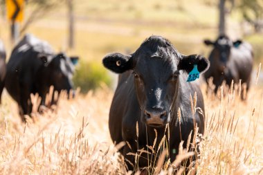 Wagyu angusu inekleri. Sağlıklı sığır sürüsü, yemyeşil otlakta otluyor. Avustralya 'da Yenilenebilir Sürdürülebilir Avustralya Tarım, Sorumlu Hayvancılık ve Doğal Çevre ilkbaharı
