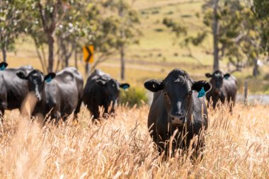 Wagyu angusu inekleri. Sağlıklı sığır sürüsü, yemyeşil otlakta otluyor. Avustralya 'da Yenilenebilir Sürdürülebilir Avustralya Tarım, Sorumlu Hayvancılık ve Doğal Çevre ilkbaharı