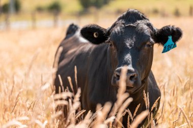 Wagyu angusu inekleri. Sağlıklı sığır sürüsü, yemyeşil otlakta otluyor. Avustralya 'da Yenilenebilir Sürdürülebilir Avustralya Tarım, Sorumlu Hayvancılık ve Doğal Çevre ilkbaharı