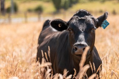 Wagyu angusu inekleri. Sağlıklı sığır sürüsü, yemyeşil otlakta otluyor. Avustralya 'da Yenilenebilir Sürdürülebilir Avustralya Tarım, Sorumlu Hayvancılık ve Doğal Çevre ilkbaharı