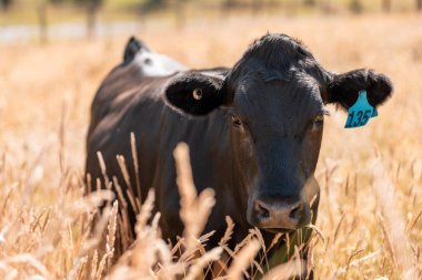 Wagyu angusu inekleri. Sağlıklı sığır sürüsü, yemyeşil otlakta otluyor. Avustralya 'da Yenilenebilir Sürdürülebilir Avustralya Tarım, Sorumlu Hayvancılık ve Doğal Çevre ilkbaharı