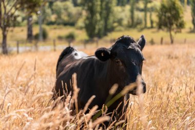 Wagyu angusu inekleri. Sağlıklı sığır sürüsü, yemyeşil otlakta otluyor. Avustralya 'da Yenilenebilir Sürdürülebilir Avustralya Tarım, Sorumlu Hayvancılık ve Doğal Çevre ilkbaharı