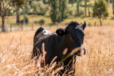 Wagyu angusu inekleri. Sağlıklı sığır sürüsü, yemyeşil otlakta otluyor. Avustralya 'da Yenilenebilir Sürdürülebilir Avustralya Tarım, Sorumlu Hayvancılık ve Doğal Çevre ilkbaharı
