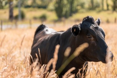 Wagyu angusu inekleri. Sağlıklı sığır sürüsü, yemyeşil otlakta otluyor. Avustralya 'da Yenilenebilir Sürdürülebilir Avustralya Tarım, Sorumlu Hayvancılık ve Doğal Çevre ilkbaharı
