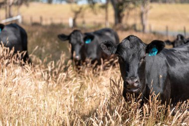 Wagyu angusu inekleri. Sağlıklı sığır sürüsü, yemyeşil otlakta otluyor. Avustralya 'da Yenilenebilir Sürdürülebilir Avustralya Tarım, Sorumlu Hayvancılık ve Doğal Çevre ilkbaharı