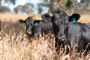 Wagyu angusu inekleri. Sağlıklı sığır sürüsü, yemyeşil otlakta otluyor. Avustralya 'da Yenilenebilir Sürdürülebilir Avustralya Tarım, Sorumlu Hayvancılık ve Doğal Çevre ilkbaharı