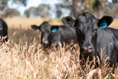 Wagyu angusu inekleri. Sağlıklı sığır sürüsü, yemyeşil otlakta otluyor. Avustralya 'da Yenilenebilir Sürdürülebilir Avustralya Tarım, Sorumlu Hayvancılık ve Doğal Çevre ilkbaharı