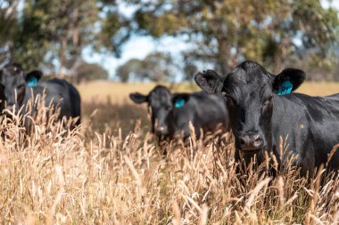Wagyu angusu inekleri. Sağlıklı sığır sürüsü, yemyeşil otlakta otluyor. Avustralya 'da Yenilenebilir Sürdürülebilir Avustralya Tarım, Sorumlu Hayvancılık ve Doğal Çevre ilkbaharı