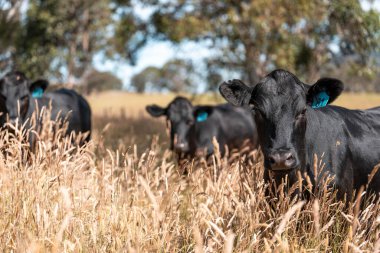 Wagyu angusu inekleri. Sağlıklı sığır sürüsü, yemyeşil otlakta otluyor. Avustralya 'da Yenilenebilir Sürdürülebilir Avustralya Tarım, Sorumlu Hayvancılık ve Doğal Çevre ilkbaharı