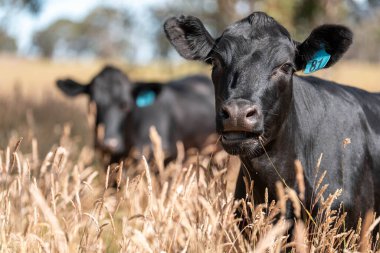 Wagyu angusu inekleri. Sağlıklı sığır sürüsü, yemyeşil otlakta otluyor. Avustralya 'da Yenilenebilir Sürdürülebilir Avustralya Tarım, Sorumlu Hayvancılık ve Doğal Çevre ilkbaharı