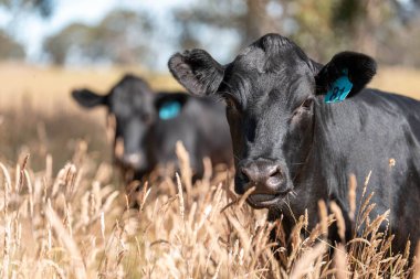 Wagyu angusu inekleri. Sağlıklı sığır sürüsü, yemyeşil otlakta otluyor. Avustralya 'da Yenilenebilir Sürdürülebilir Avustralya Tarım, Sorumlu Hayvancılık ve Doğal Çevre ilkbaharı