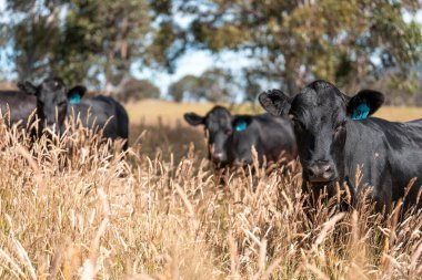 Yeşil yemyeşil çayırlarda otlayan inek sürüsü. Bir barajı, ağaçları ve otlağı olan geniş bir Avustralya Çiftliği manzarası. Kırsal Tarım ve Sürdürülebilir Arazi Yönetimi Avustralya