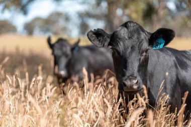 Wagyu angusu inekleri. Sağlıklı sığır sürüsü, yemyeşil otlakta otluyor. Avustralya 'da Yenilenebilir Sürdürülebilir Avustralya Tarım, Sorumlu Hayvancılık ve Doğal Çevre ilkbaharı