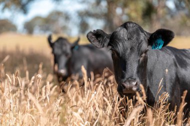 Wagyu angusu inekleri. Sağlıklı sığır sürüsü, yemyeşil otlakta otluyor. Avustralya 'da Yenilenebilir Sürdürülebilir Avustralya Tarım, Sorumlu Hayvancılık ve Doğal Çevre ilkbaharı