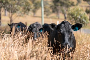 Wagyu angusu inekleri. Sağlıklı sığır sürüsü, yemyeşil otlakta otluyor. Avustralya 'da Yenilenebilir Sürdürülebilir Avustralya Tarım, Sorumlu Hayvancılık ve Doğal Çevre ilkbaharı