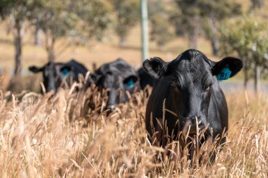 Wagyu angusu inekleri. Sağlıklı sığır sürüsü, yemyeşil otlakta otluyor. Avustralya 'da Yenilenebilir Sürdürülebilir Avustralya Tarım, Sorumlu Hayvancılık ve Doğal Çevre ilkbaharı