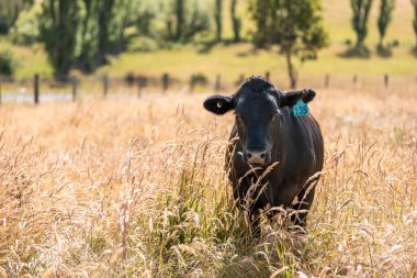 Yeşil yemyeşil çayırlarda otlayan inek sürüsü. Bir barajı, ağaçları ve otlağı olan geniş bir Avustralya Çiftliği manzarası. Kırsal Tarım ve Sürdürülebilir Arazi Yönetimi Avustralya
